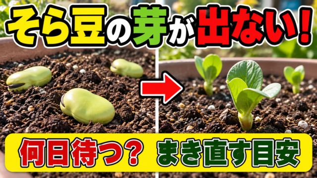 そら豆の芽が出ない時の発芽前後と判断を紹介するアイキャッチ