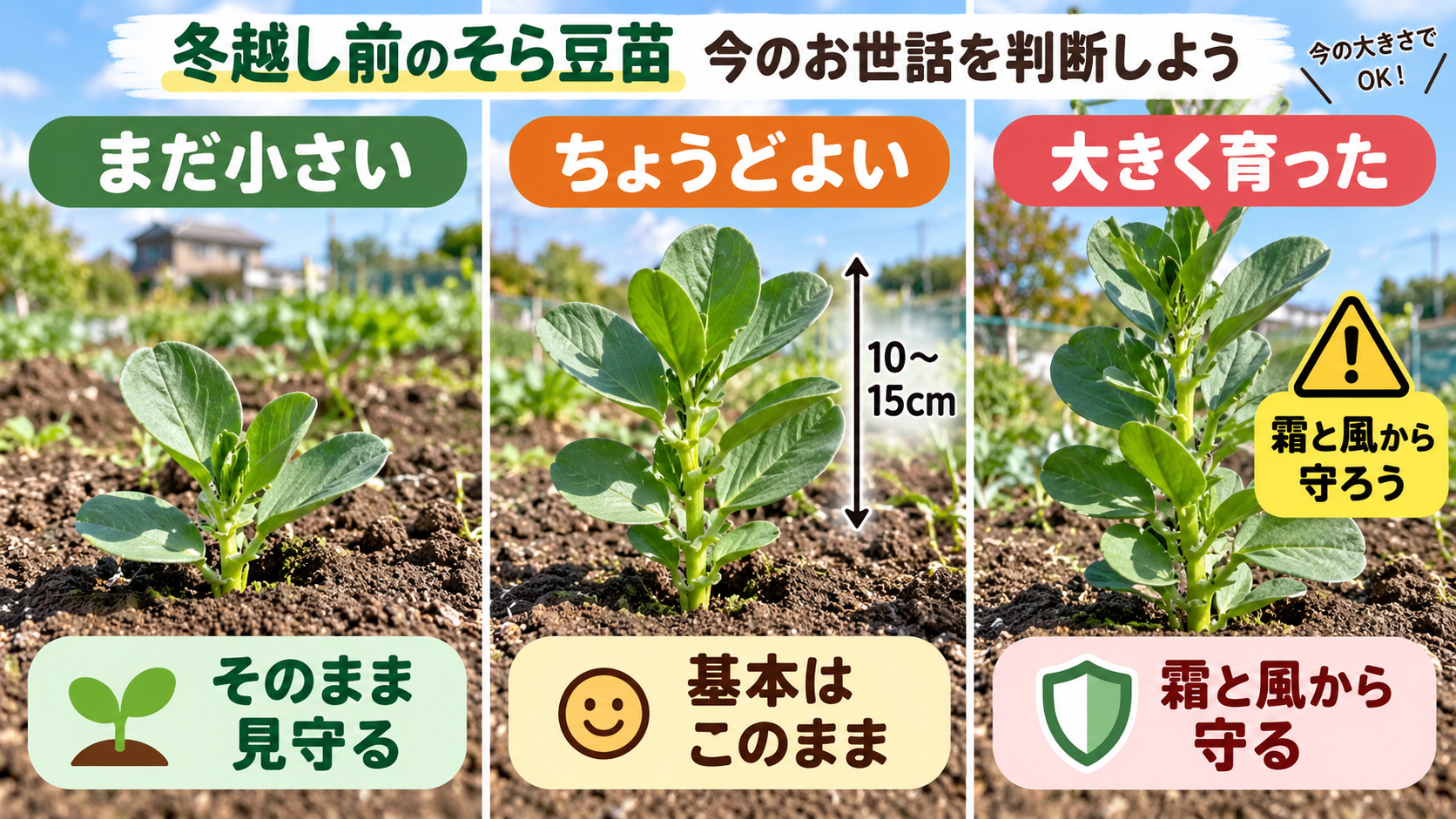 冬越し前のそら豆苗を大きさで見分ける目安