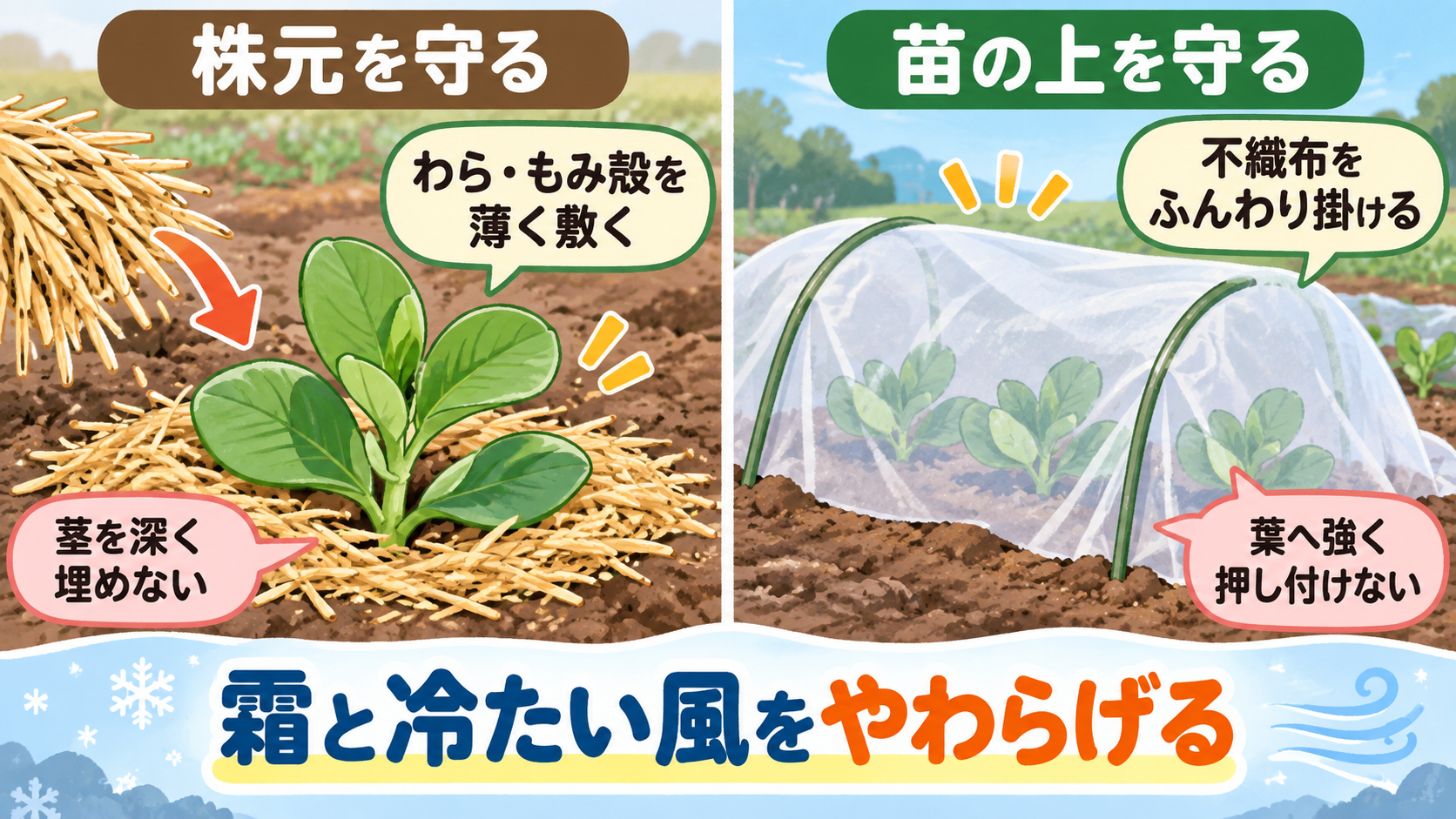 そら豆の株元と苗の上を守る防寒方法