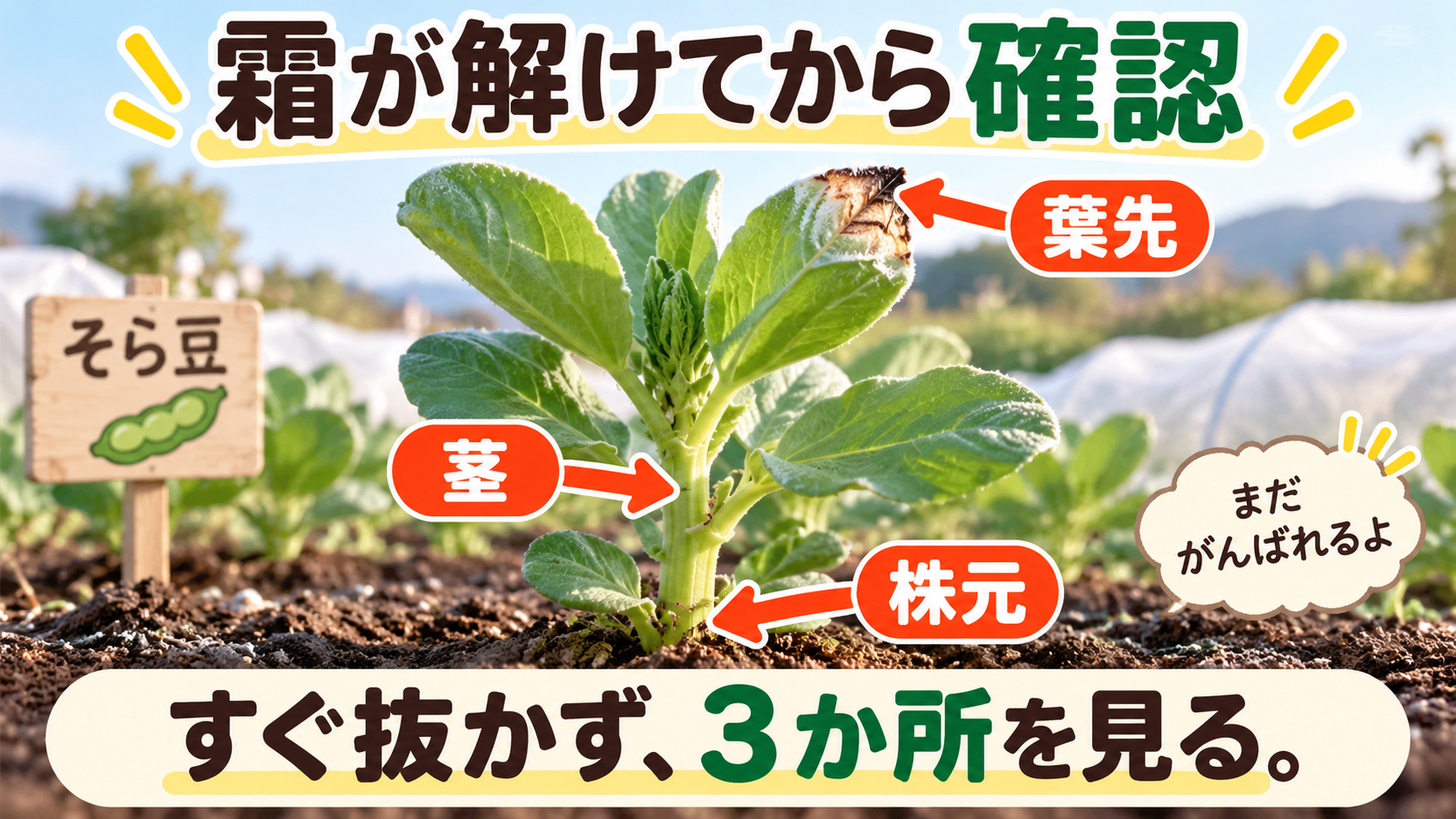 霜が解けた後に葉先・茎・株元を確認