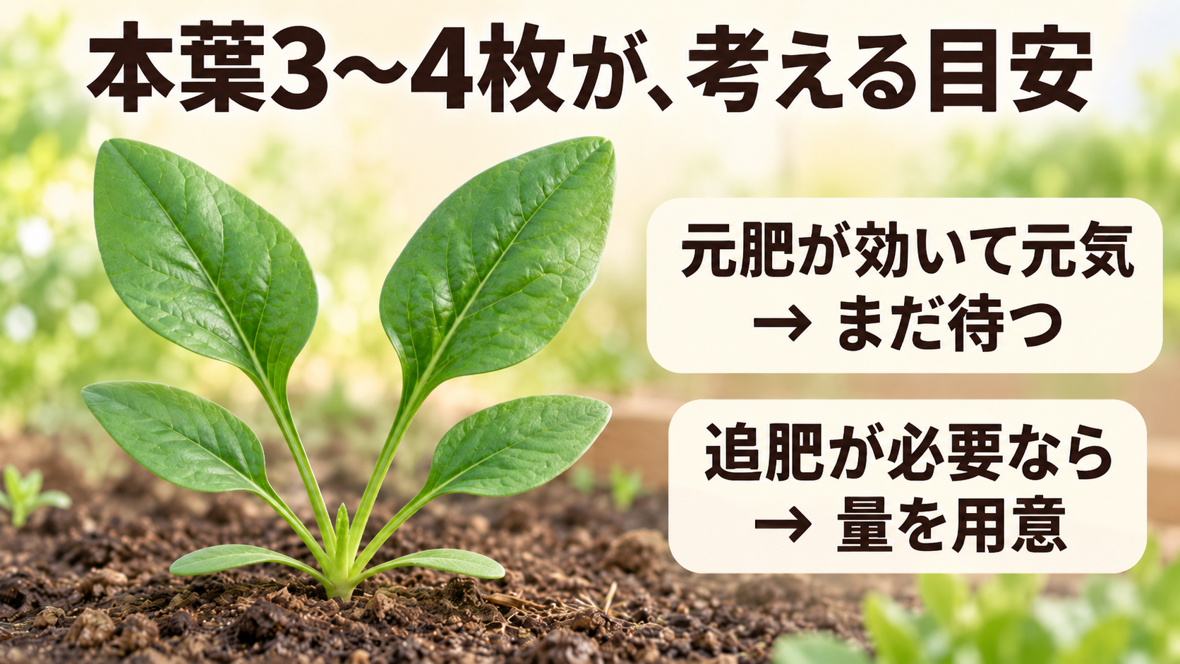 本葉3〜4枚を目安に、元肥と育ちを見て追肥を考える図