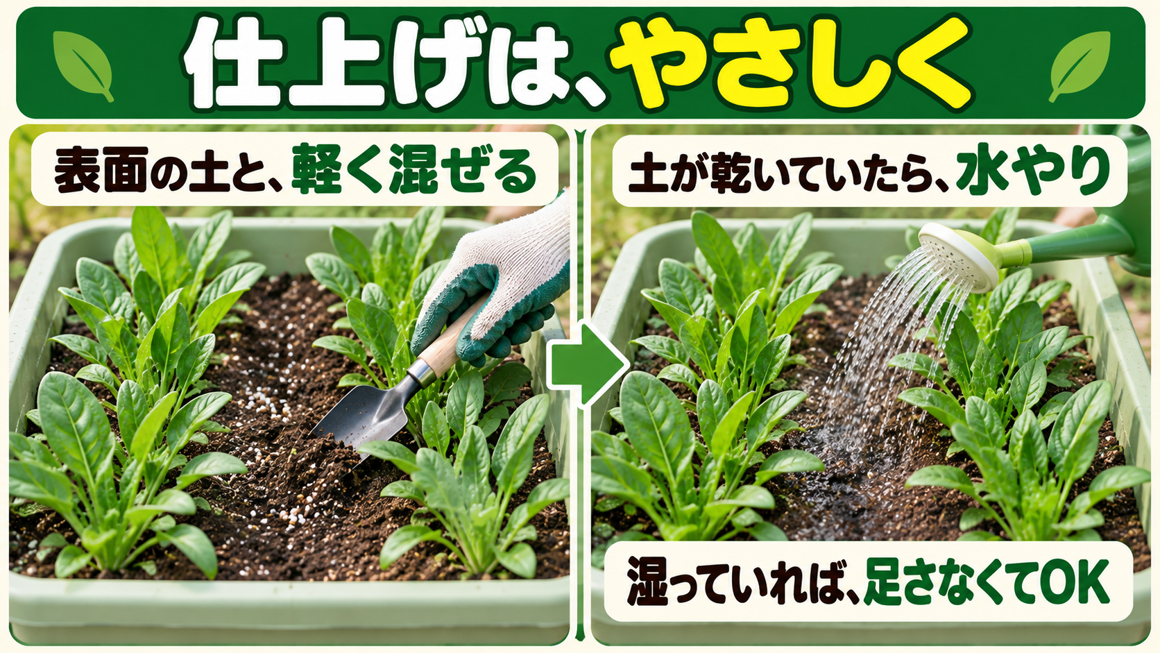 表面の土と軽く混ぜ、土が乾いていたら水を与える図