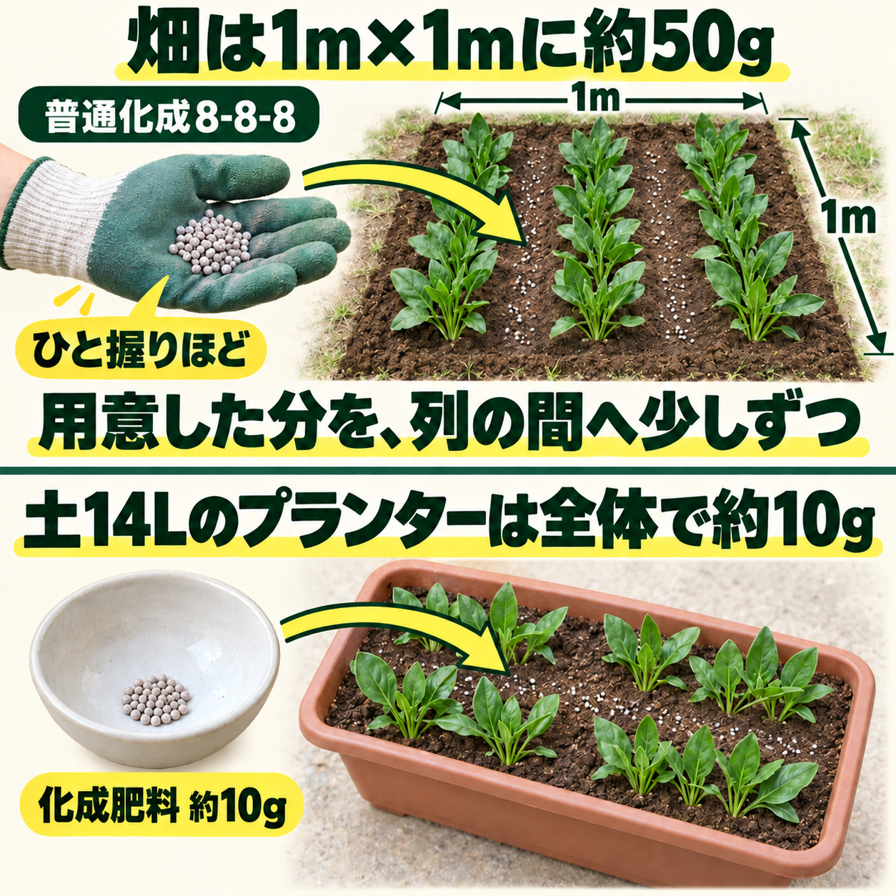 畑1m×1mに約50g、土14Lのプランター全体に約10gを用意し、列の間の土へ分けてまく図