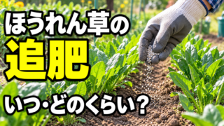 ほうれん草の追肥の時期・量・まき方を紹介するアイキャッチ
