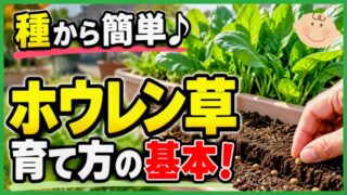 初心者向けにほうれん草を種から育てる方法を紹介するアイキャッチ