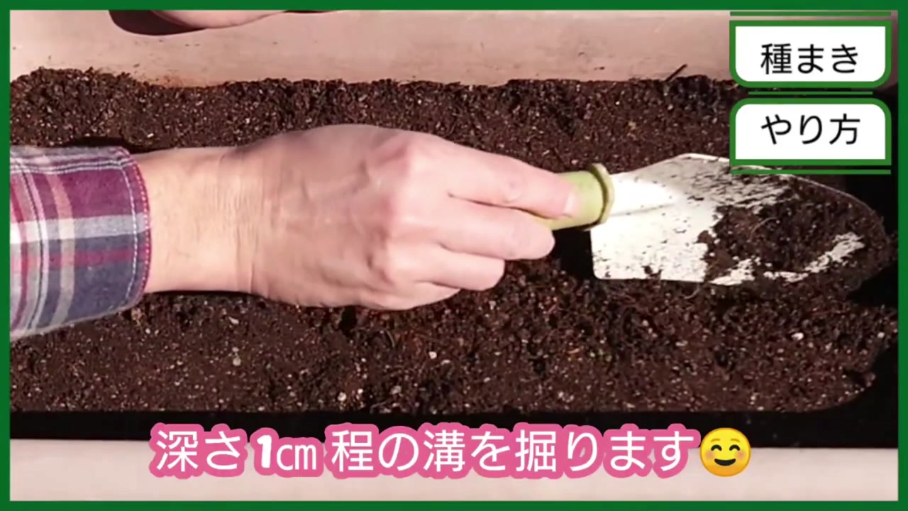 ほうれん草の種をまく深さ約1cmの溝を作る動画実写