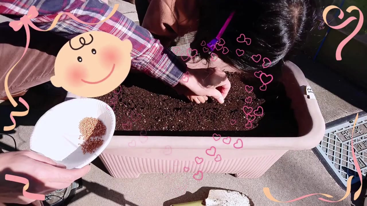 ポコずファミリーがプランターへほうれん草の種をまく動画実写