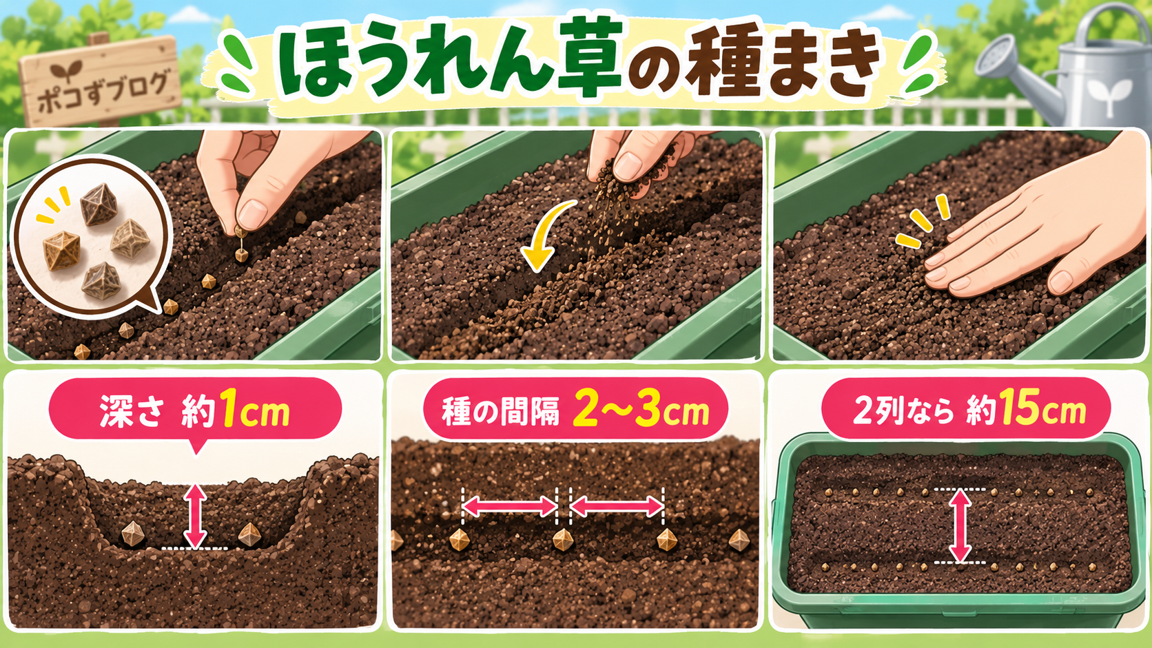 ほうれん草の種まきの深さ・種の間隔・条間を示す図解