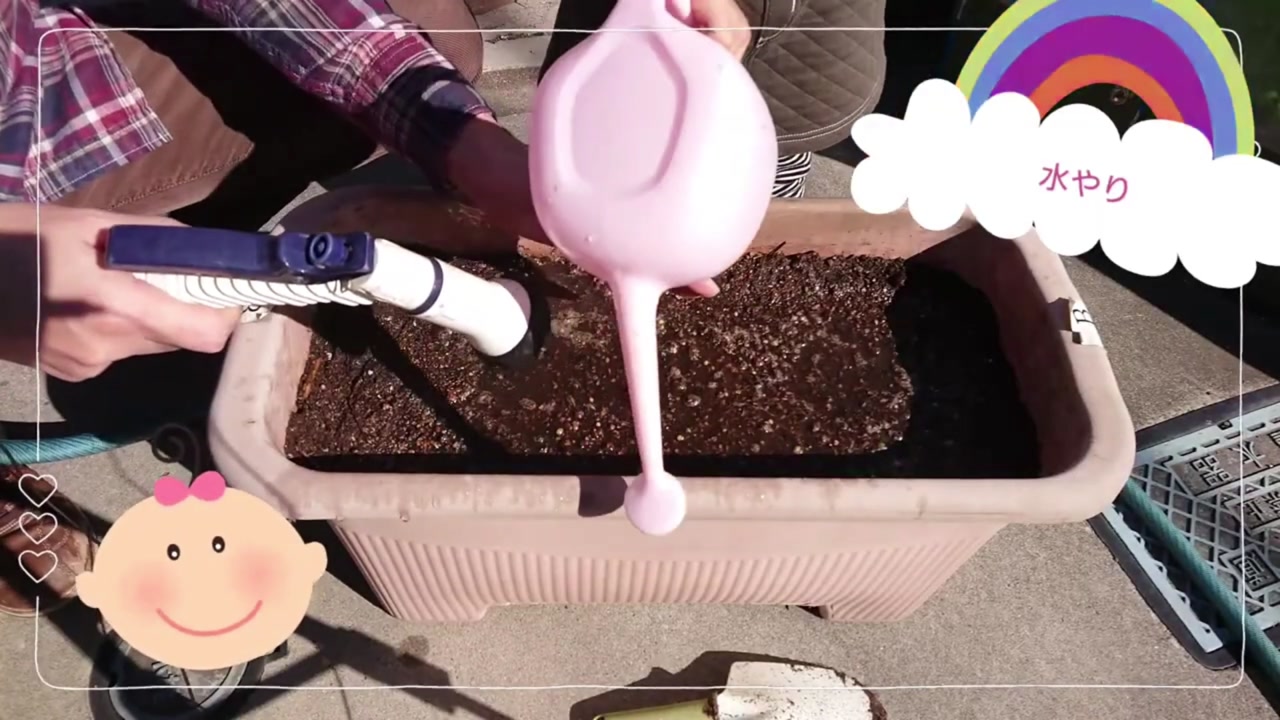 ほうれん草の種を流さないようじょうろでやさしく水やりする動画実写