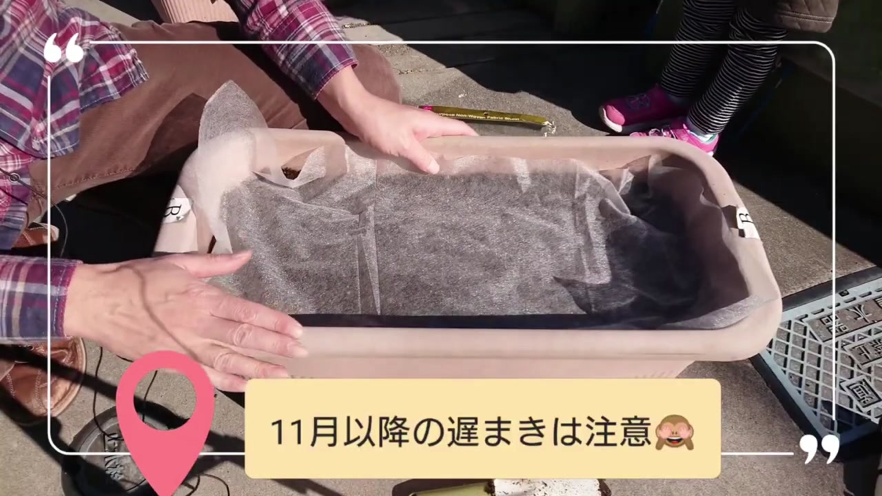 寒い時期にほうれん草のプランターへ不織布を掛ける動画実写