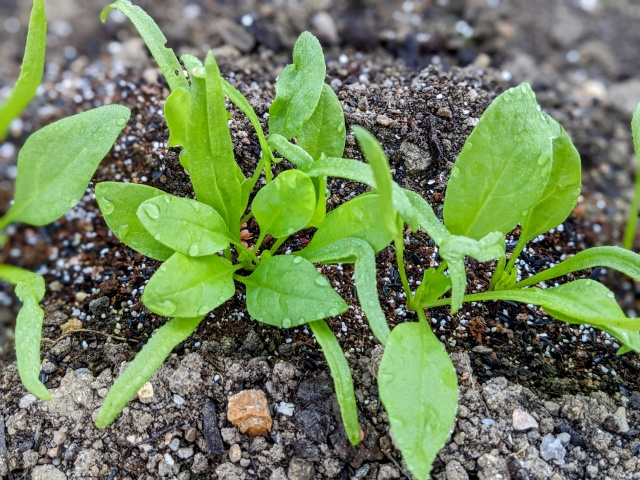 ほうれん草の細長い双葉と、その間から育つ本葉