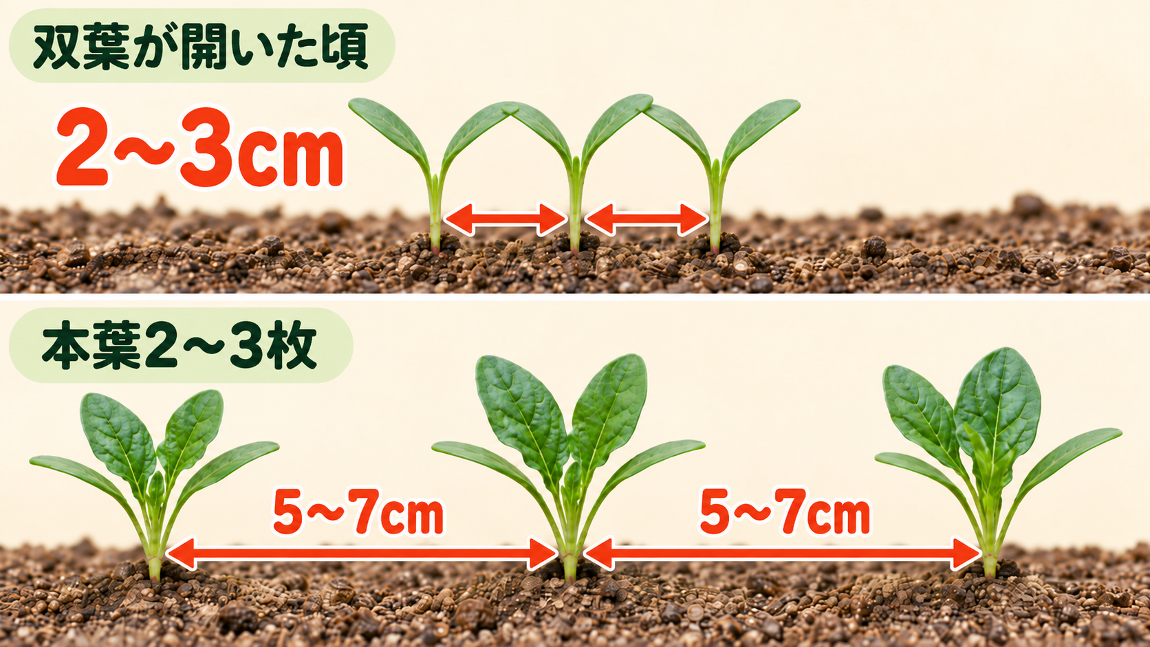 双葉期は2~3cm、本葉2~3枚頃は5~7cmの株間目安