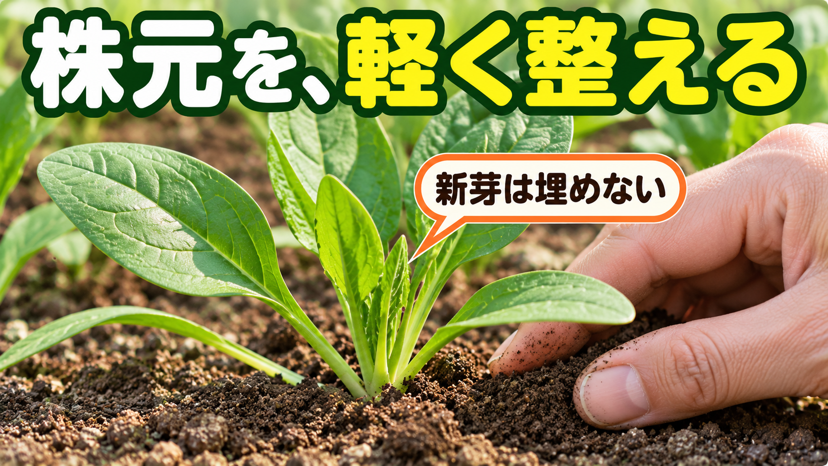 新芽を埋めずにほうれん草の株元へ土を寄せる手元