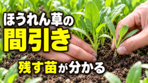 ほうれん草の間引きと残す苗の選び方を紹介するアイキャッチ