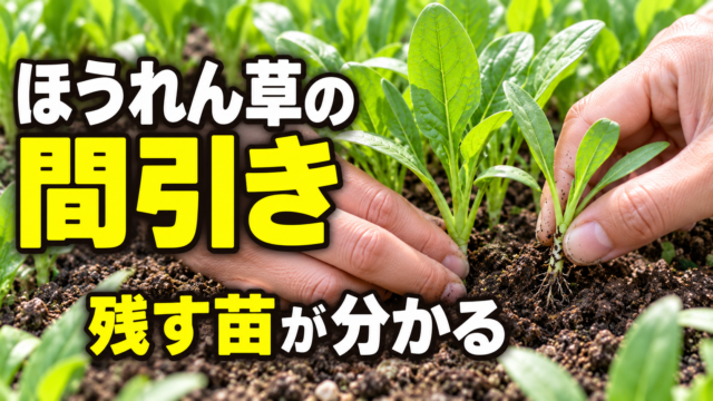 ほうれん草の間引きと残す苗の選び方を紹介するアイキャッチ