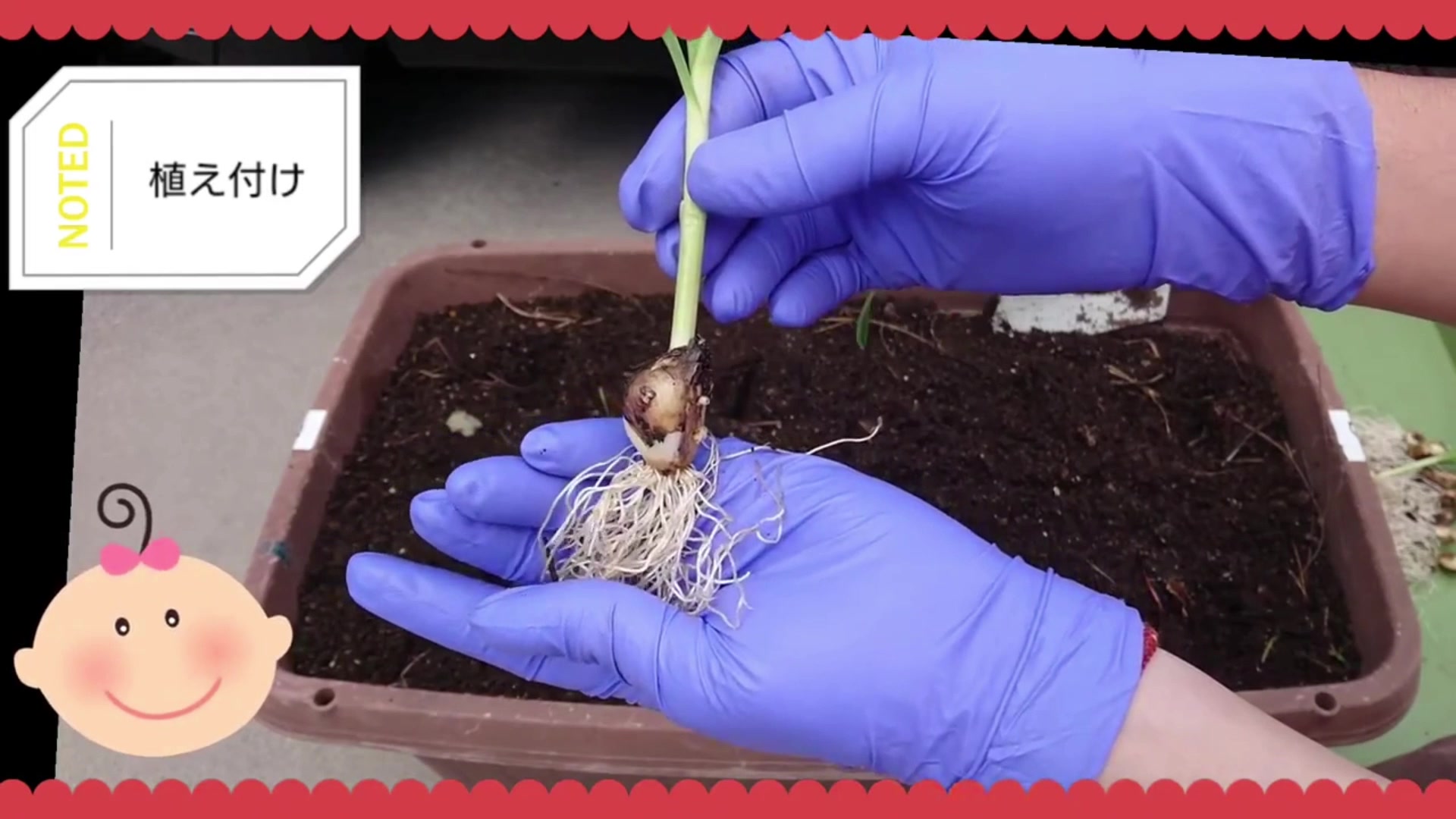 ニンニク苗の白い根を広げて植える様子