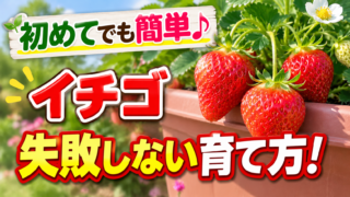 初めてでも簡単なイチゴの失敗しない育て方を紹介するアイキャッチ