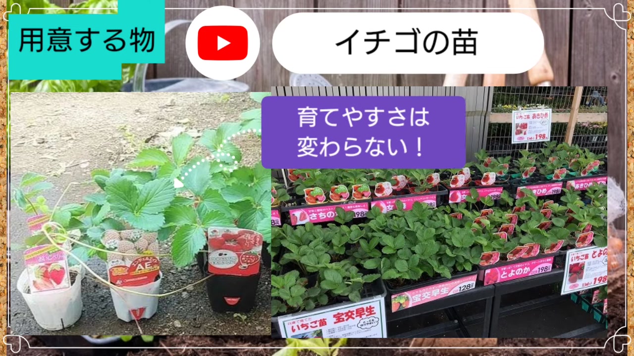 園芸店に並んだイチゴ苗を選ぶ動画実写