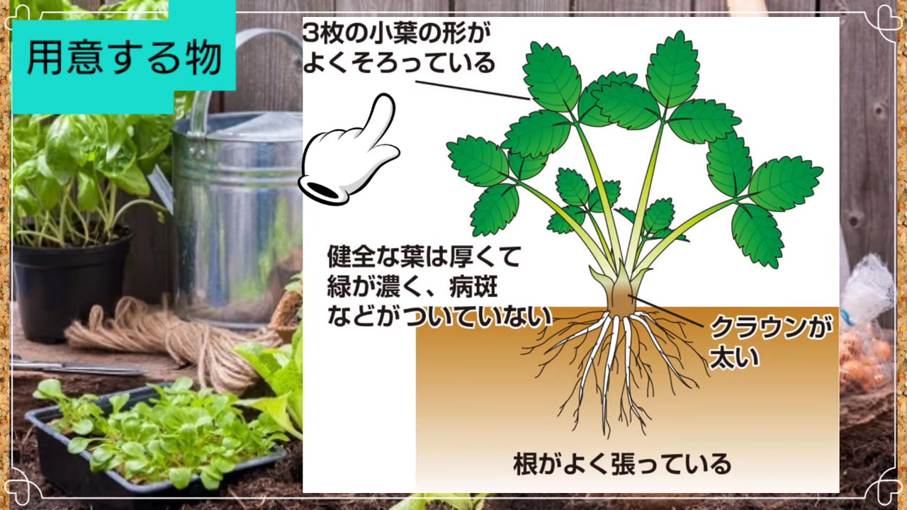 元気なイチゴ苗の葉と根とクラウンを確認する動画画像