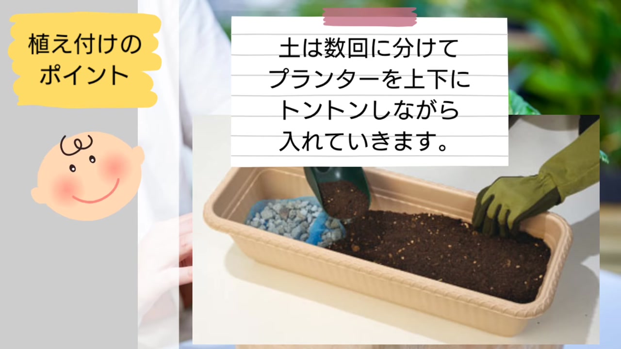 イチゴ用の培養土をプランターへ数回に分けて入れる動画実写
