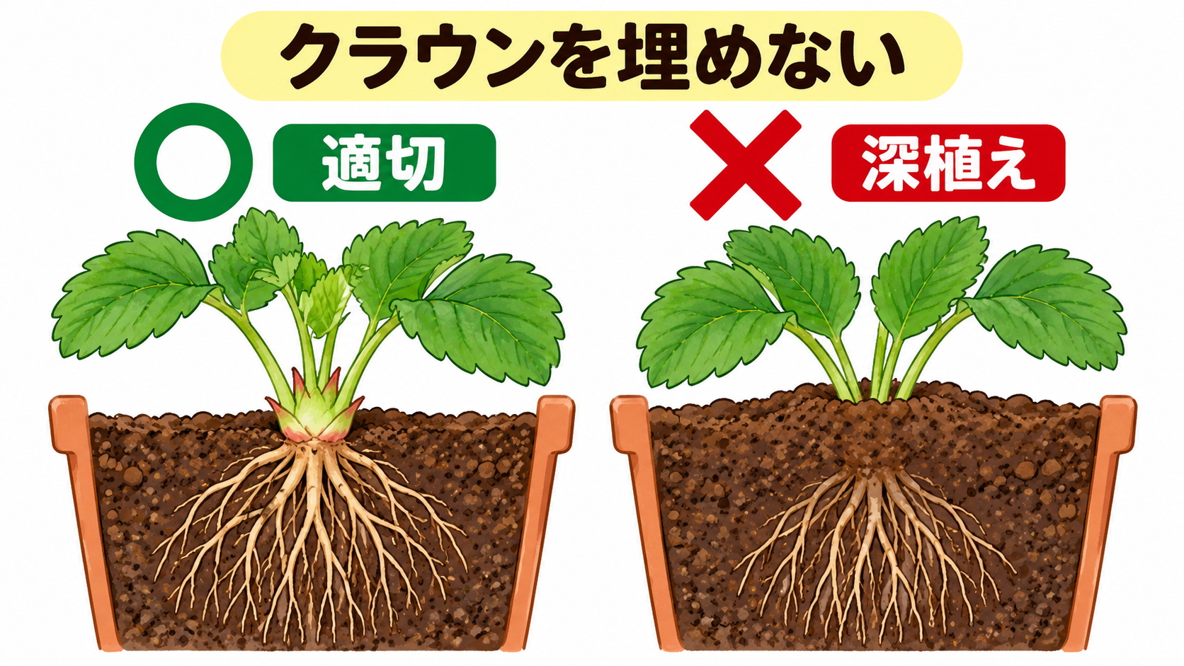 イチゴ苗のクラウンを埋めない適切な植え方と深植えの比較図解