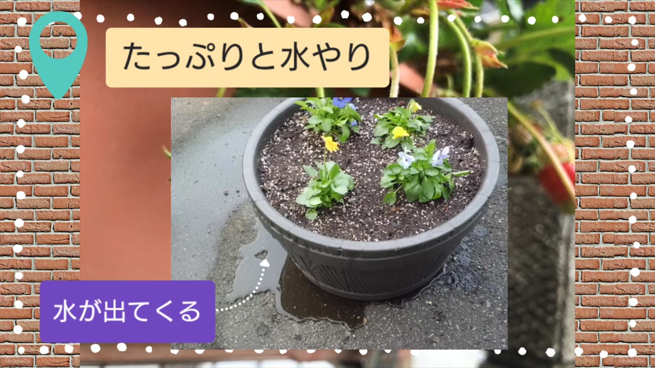 イチゴ苗の植え付け直後にプランターへたっぷり水を与える動画実写