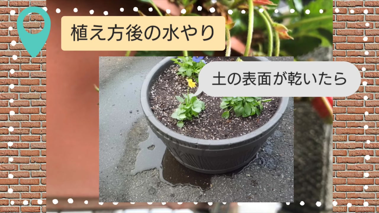 イチゴのプランターの土の表面が乾いてから水やりする動画実写