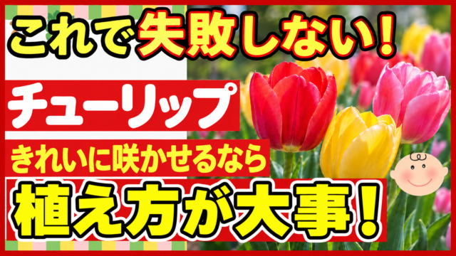 これで失敗しない、チューリップをきれいに咲かせる植え方を紹介するアイキャッチ