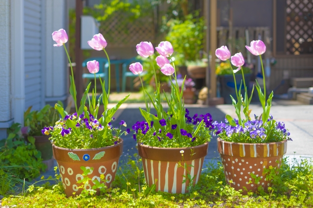 春に色とりどりの花を咲かせた鉢植えのチューリップ