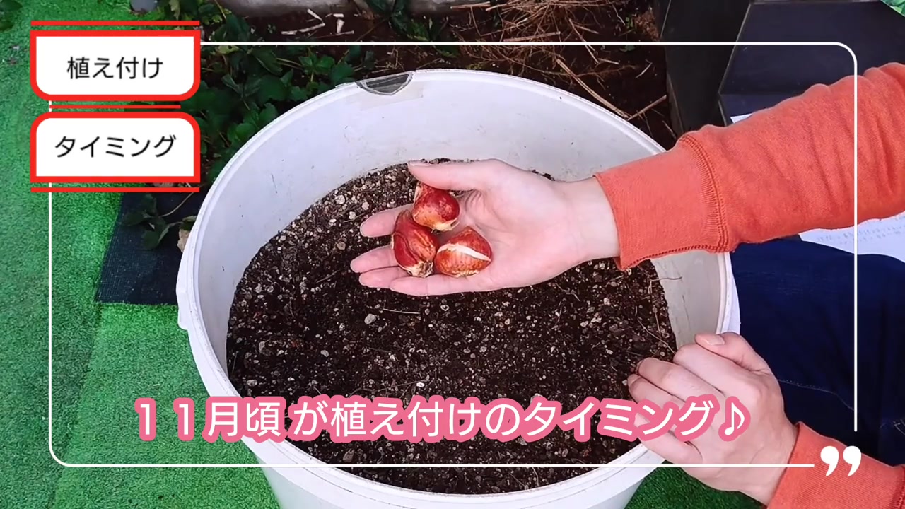 チューリップの球根を11月頃に植える目安を説明する動画実写
