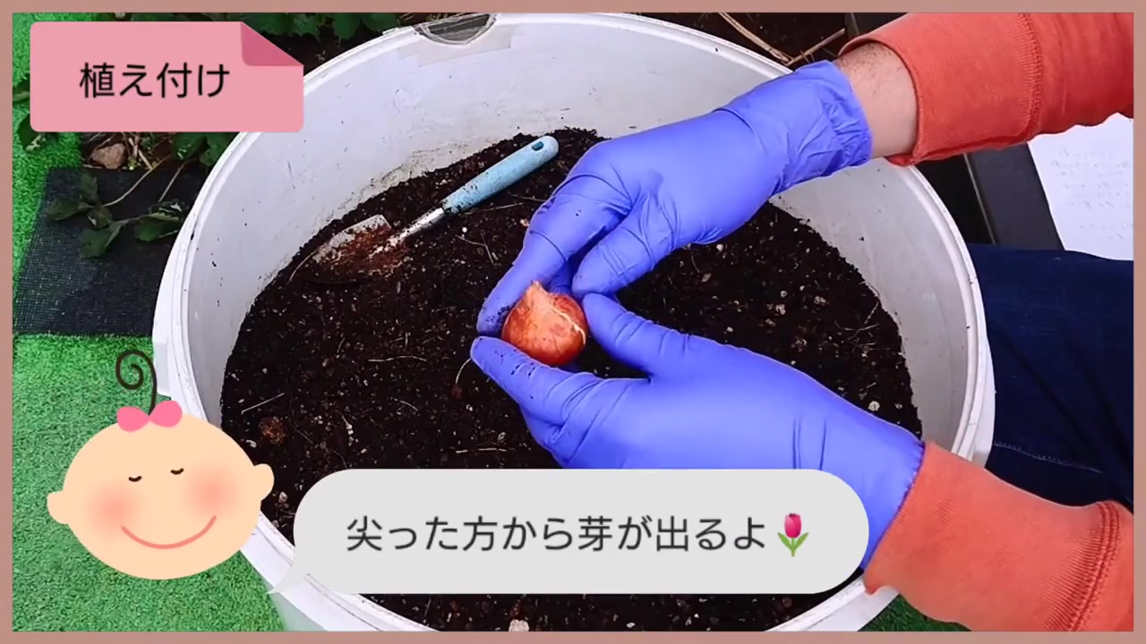 チューリップの球根の尖った方を上に向ける動画実写