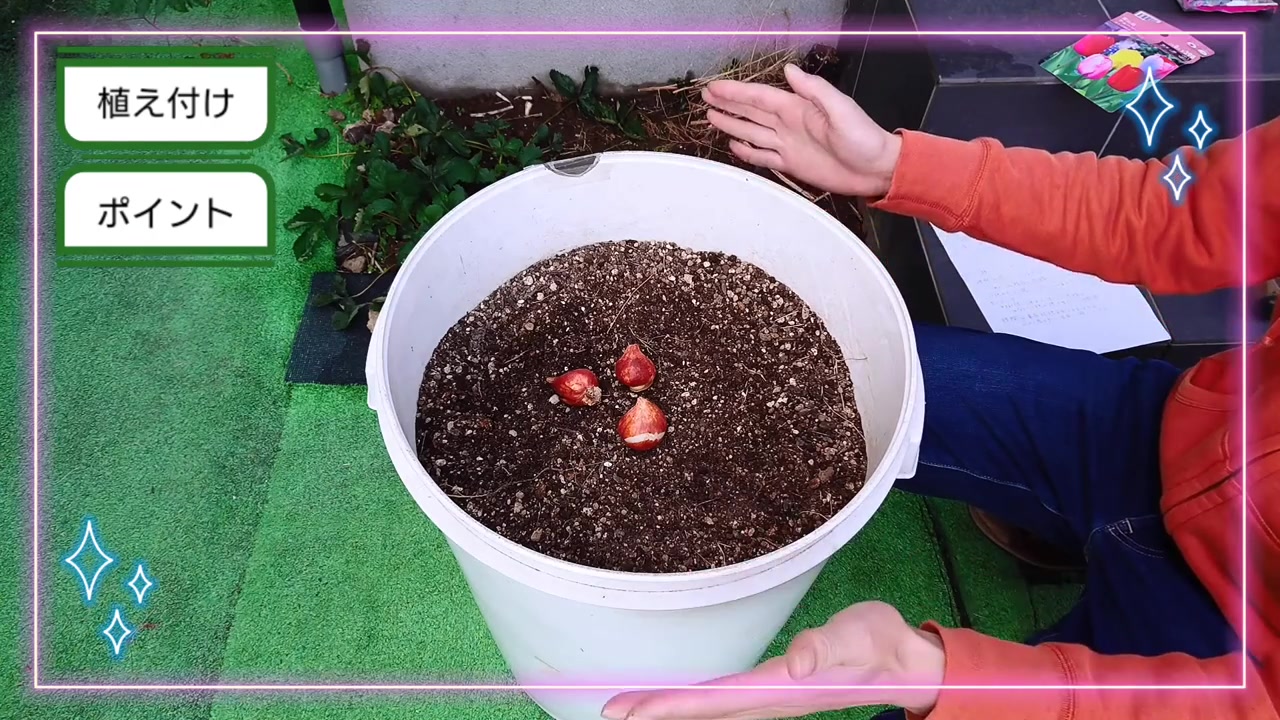 深さのある鉢へチューリップの球根を配置する動画実写