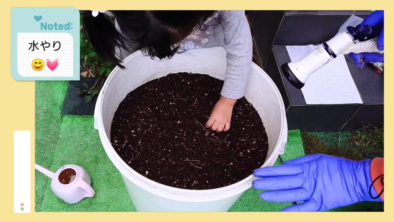 チューリップの球根を植えた後にじょうろでやさしく水を与える動画実写