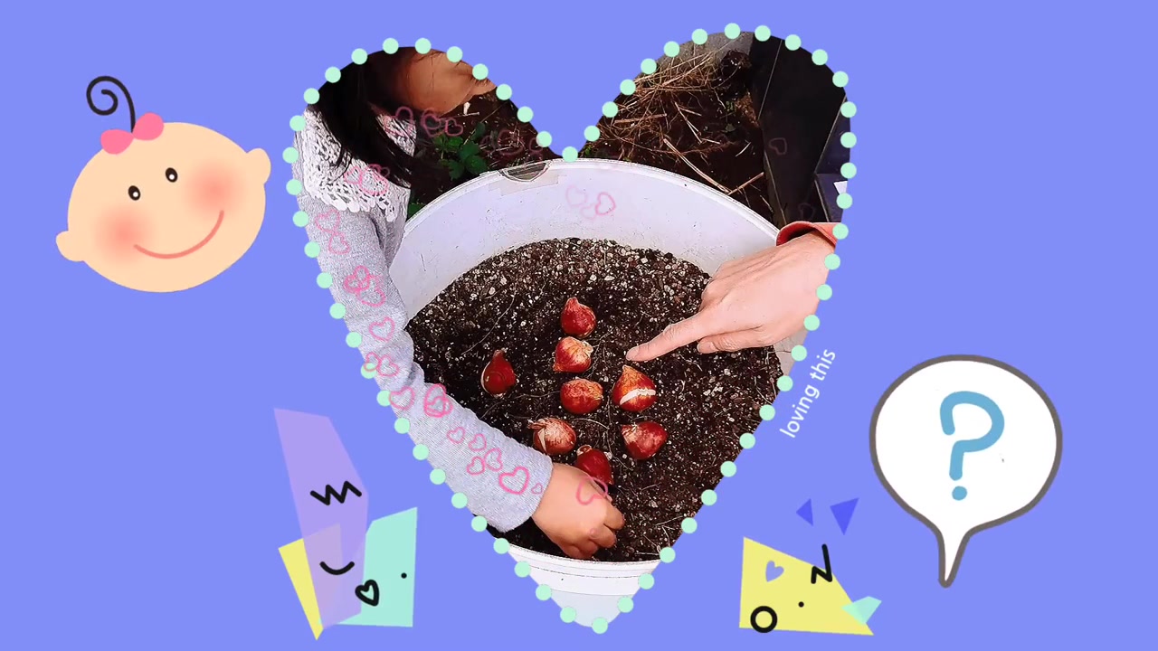 家族でプランターへチューリップの球根を植える動画実写