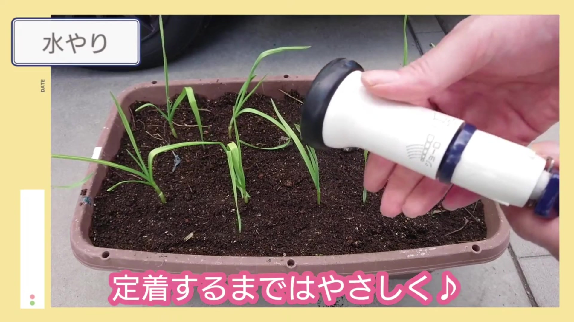 植え付け後のニンニク苗へ弱い水流で水やりする様子