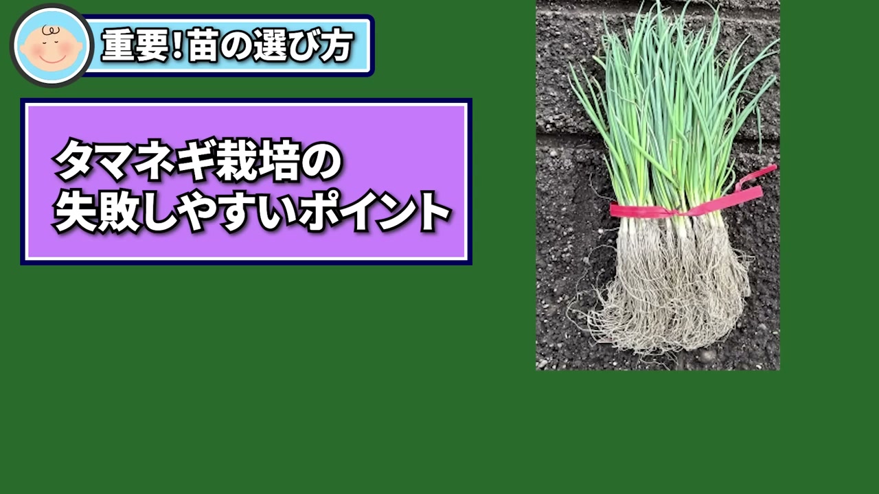 玉ねぎ苗は葉の大きさだけでなく根がしっかりしているかを確認