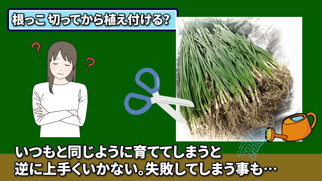 玉ねぎ苗の根を切ってから植える方法は初心者には難しい