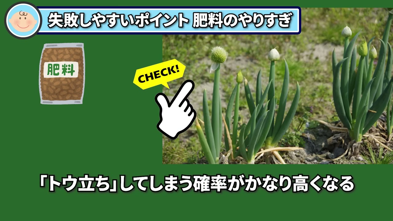 玉ねぎは肥料を与えすぎるととう立ちしやすくなる