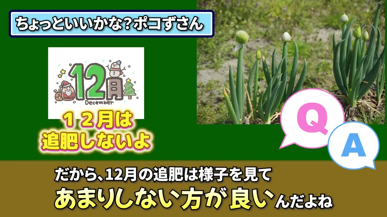 12月の追肥は玉ねぎの株の様子を見て判断する