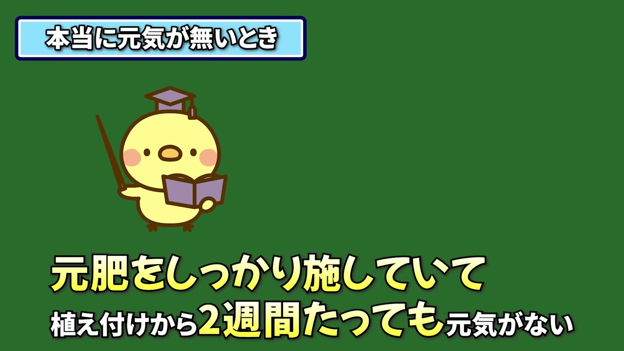 元肥を入れて植えた玉ねぎが2週間元気がなくてもすぐ追肥しない