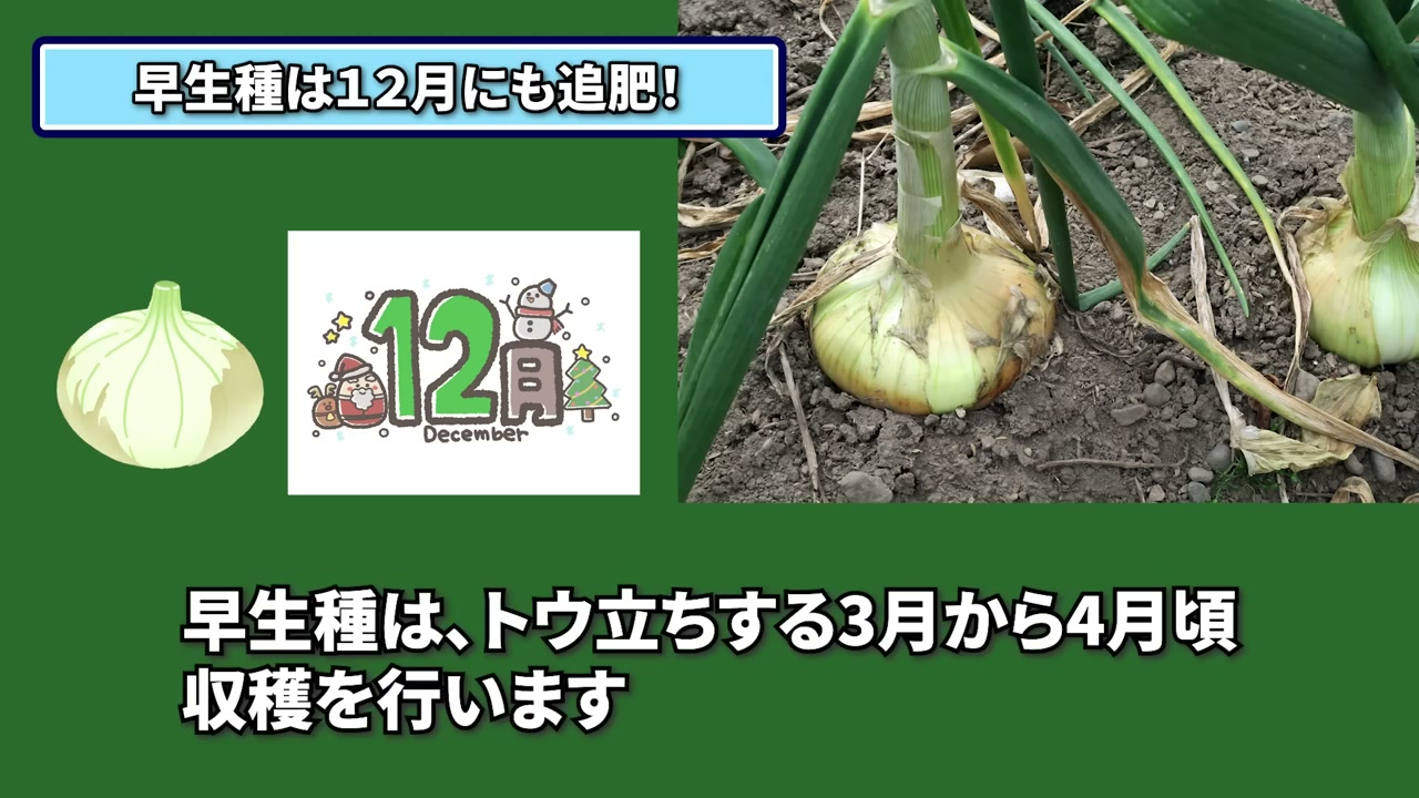 早生の玉ねぎは品種と株の状態を見て12月の追肥を検討