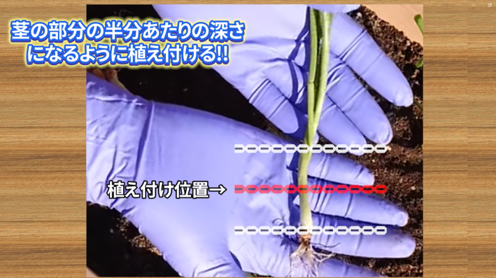 玉ねぎ苗を植える深さを茎の位置で示した図