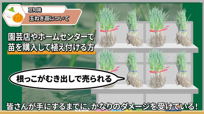 ホームセンターで束売りされている玉ねぎ苗と根の状態