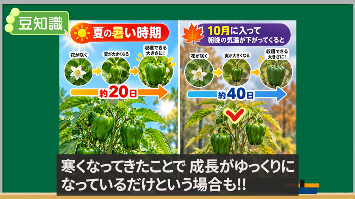 夏と秋でピーマンの収穫までの日数が変わることを説明する図