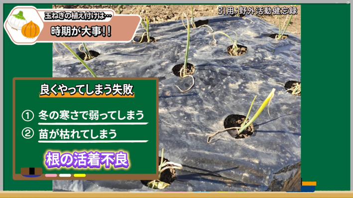 植え付け時期が合わず弱った玉ねぎ苗の例