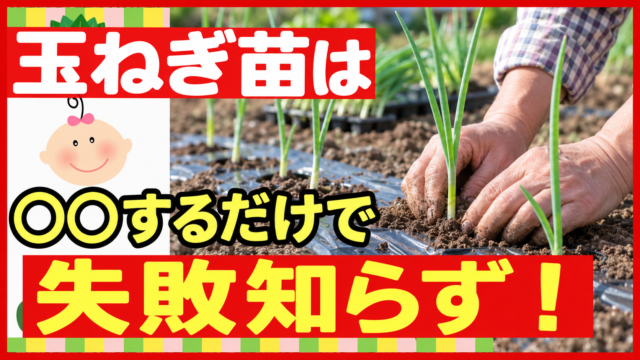 玉ねぎ苗を正しく植え付けて失敗を防ぐ方法
