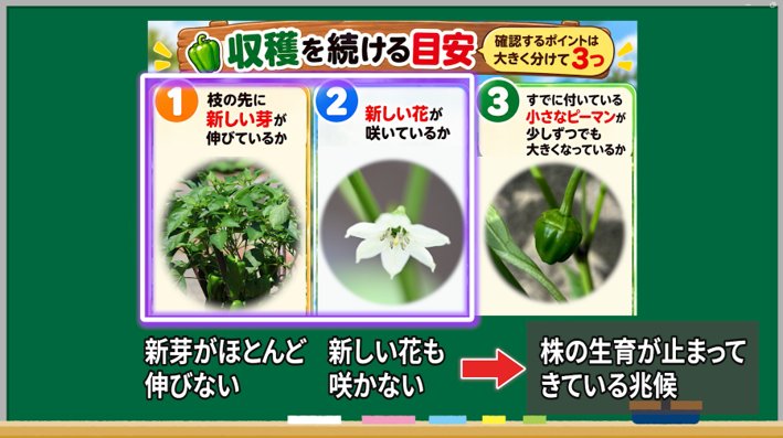 新芽・花・小さな実の成長を確認するピーマン収穫の3つの目安