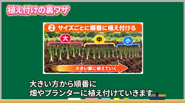 玉ねぎ苗を大中小のサイズ別に並べて植える図