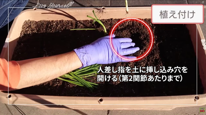 プランターに人差し指で植え穴を開ける様子