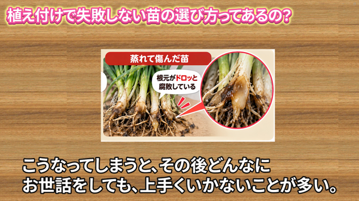根元が腐敗した玉ねぎ苗の見分け方